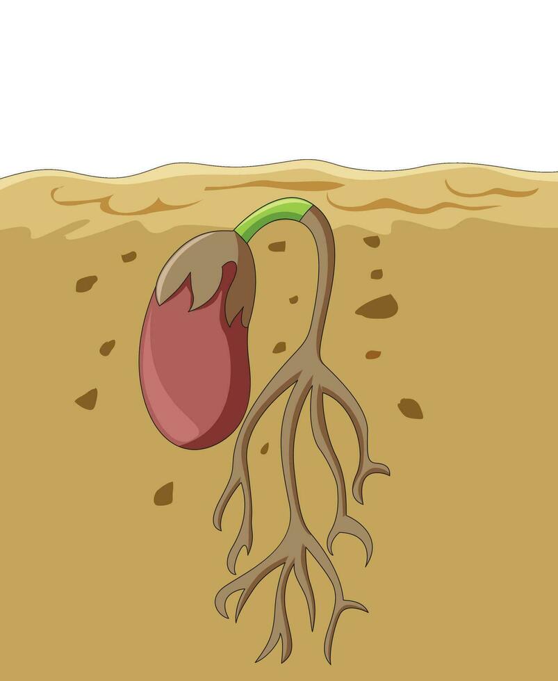 germinación de semilla debajo el suelo vector