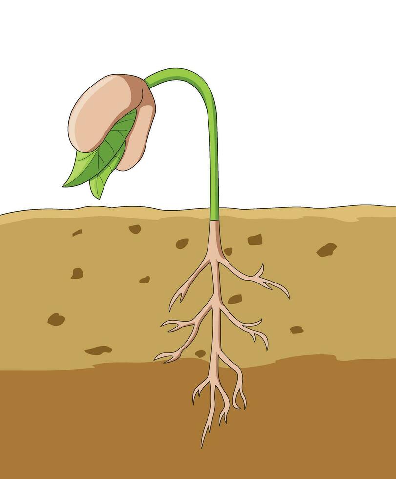 Germination of flower in a plant seed vector