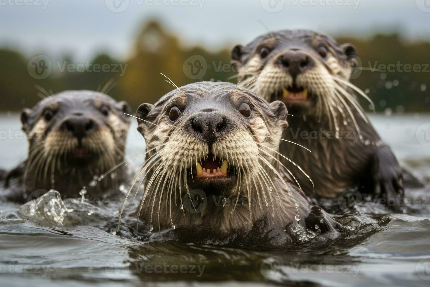 AI generated otters playfully swimming in the water and looking at the camera, generative AI photo