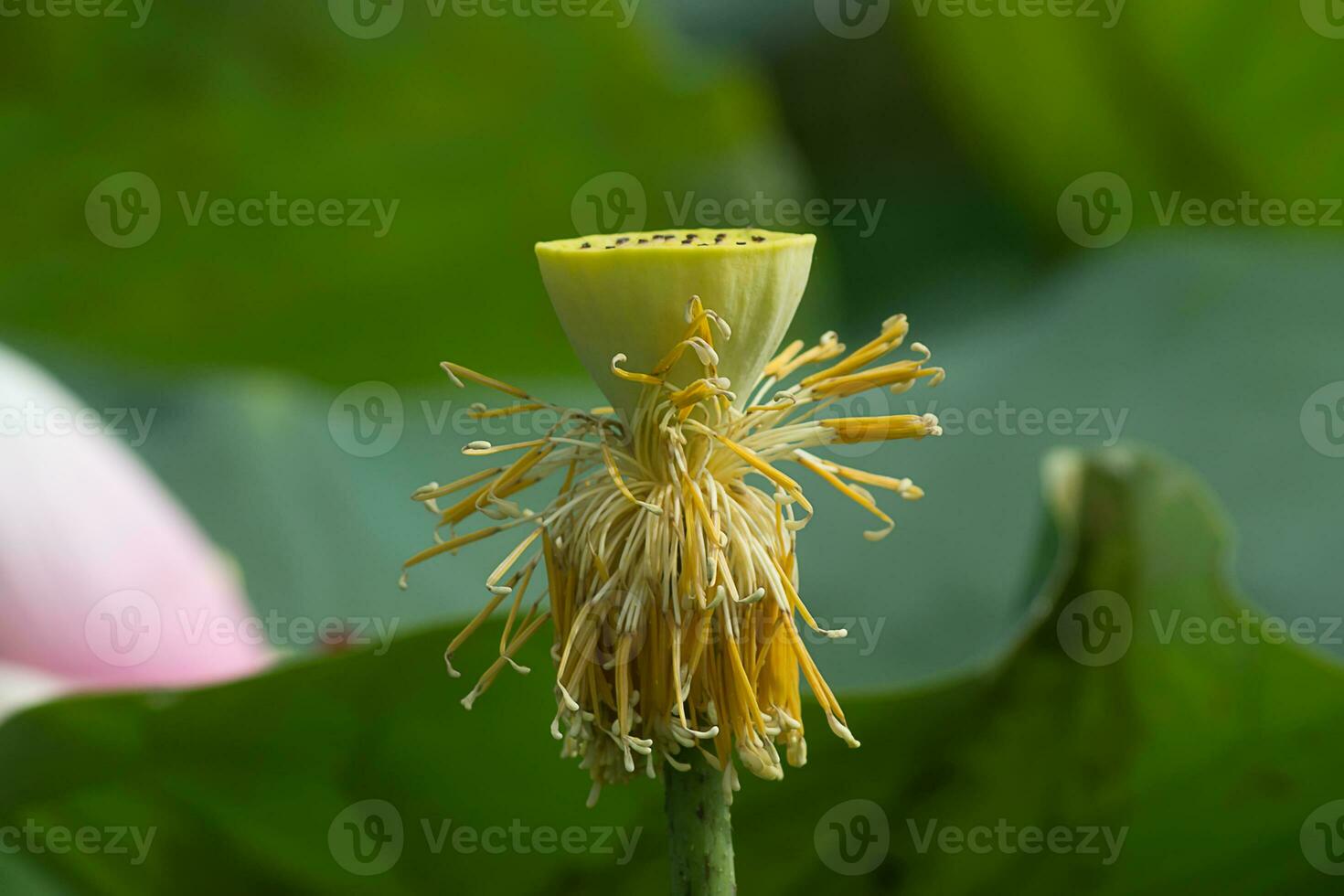 Pollen and seeds of lotus flower. photo