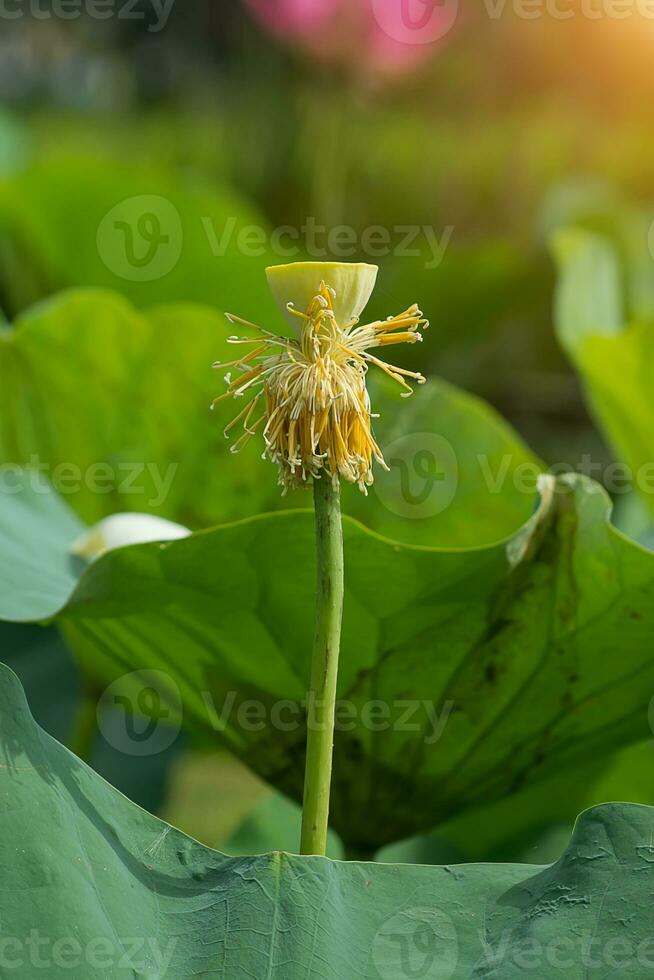 Pollen and seeds of lotus flower. photo