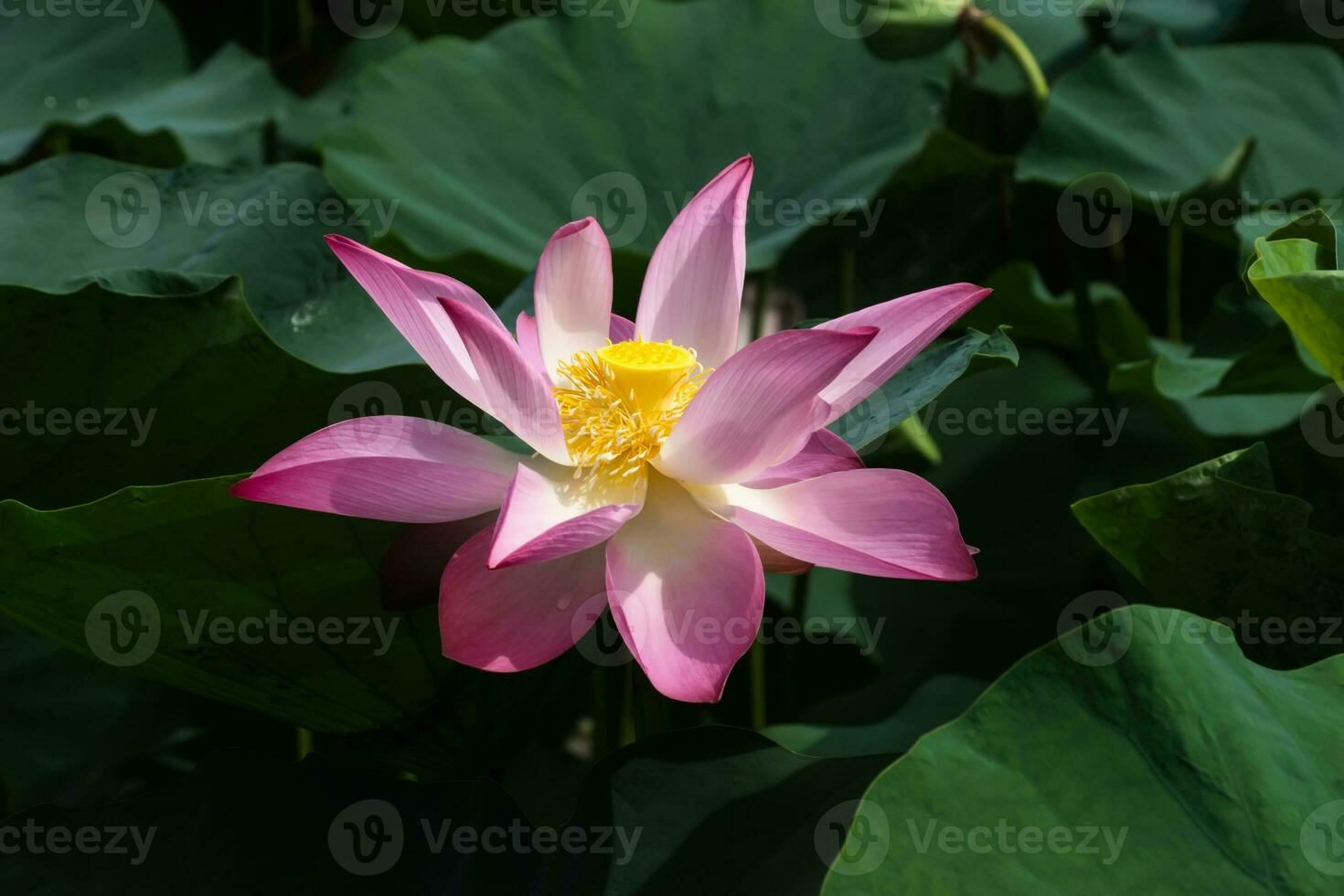 pink lotus flower are blooming photo