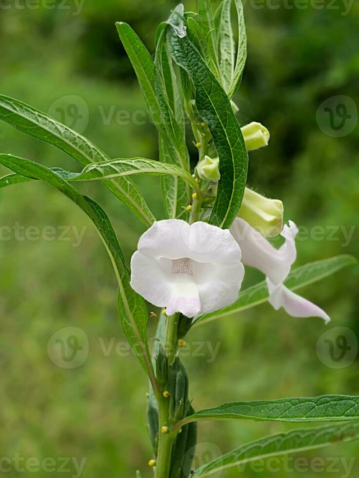 Sesame flower and seeds on tree. photo