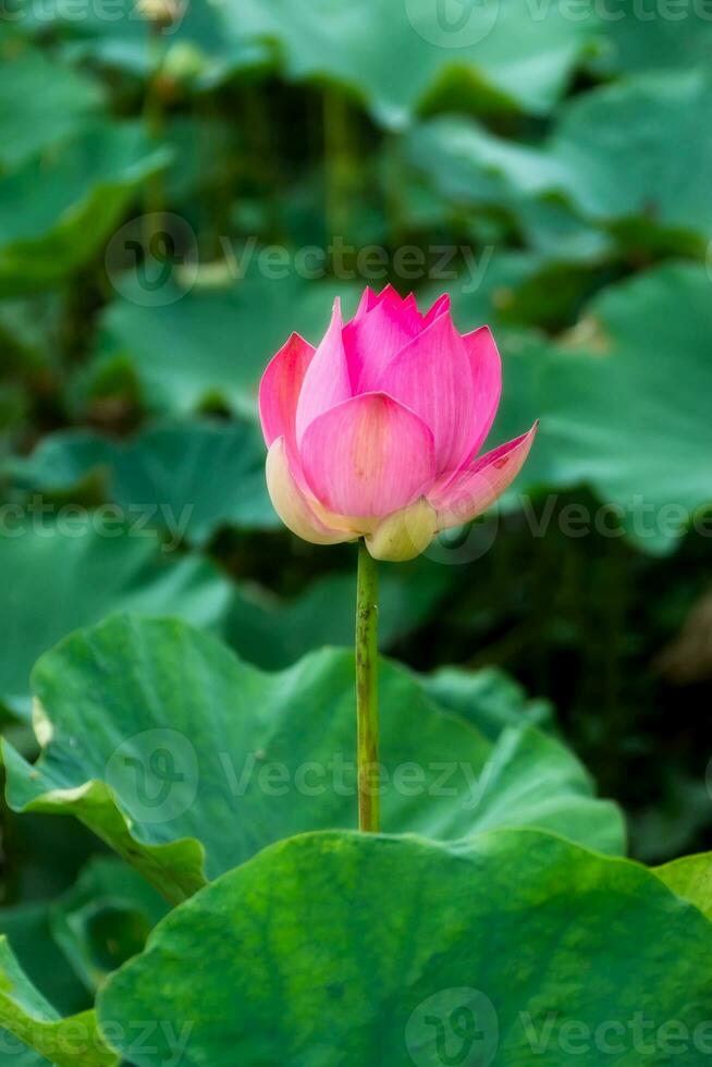 pink lotus flower are blooming photo