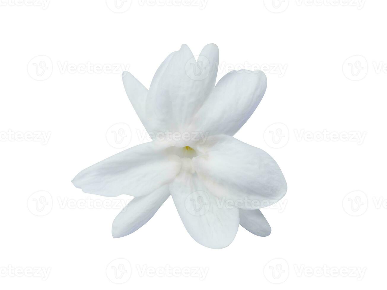 Jasmin flower with leaf on white background. photo