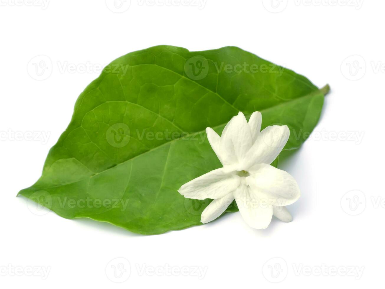 Jasmine flower with leaf on white background. photo