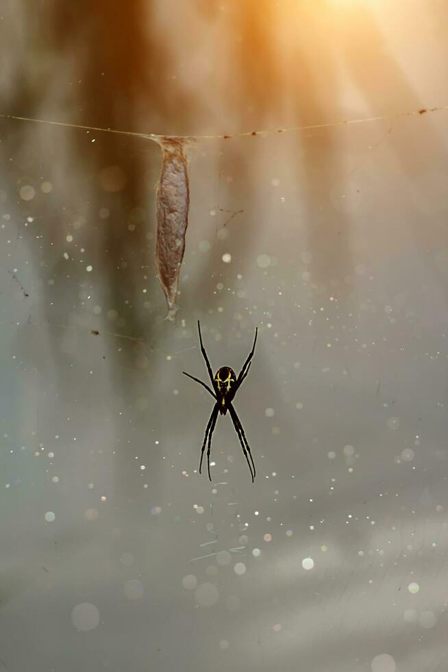 Black spider on the web with ovary photo