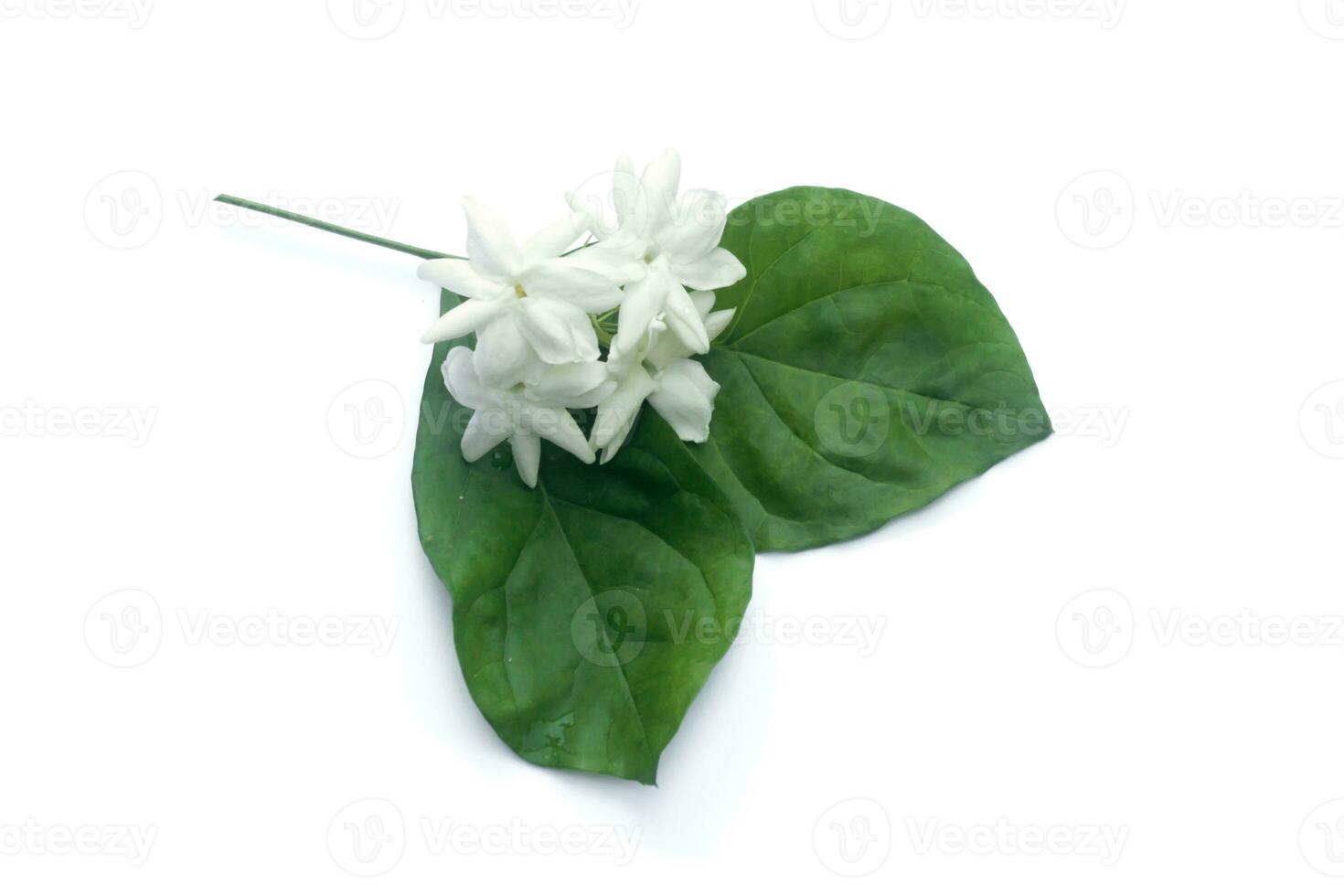 White of jasmine flower. photo