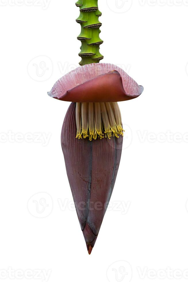 banana flower on white background. photo