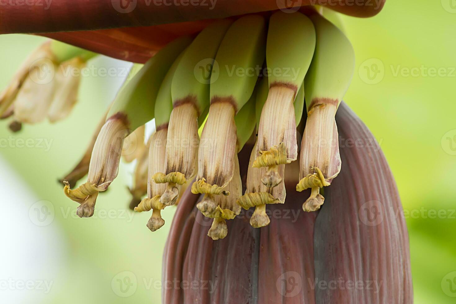 banana flower on white background. photo