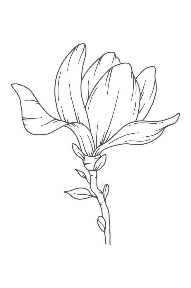 magnolia línea dibujo. negro y blanco floral ramos de flores flor colorante página. floral línea Arte. multa línea magnolia ilustración. mano dibujado flores botánico colorante. Boda invitación flores vector