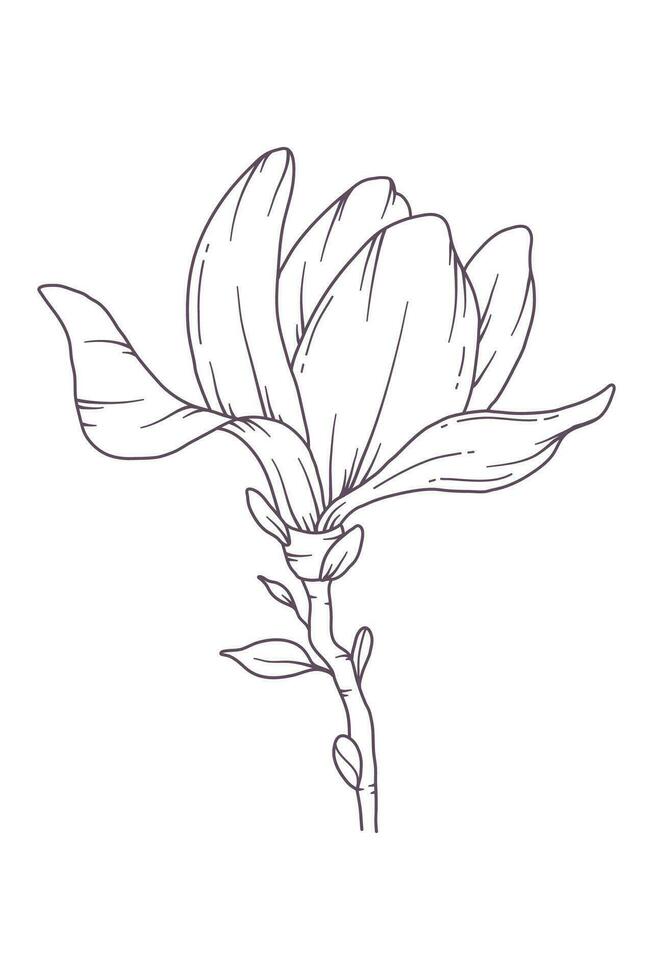 Magnolia Line Drawing. Black and white Floral Bouquets. Flower Coloring Page. Floral Line Art. Fine Line Magnolia  illustration. Hand Drawn flowers. Botanical Coloring. Wedding invitation flowers vector