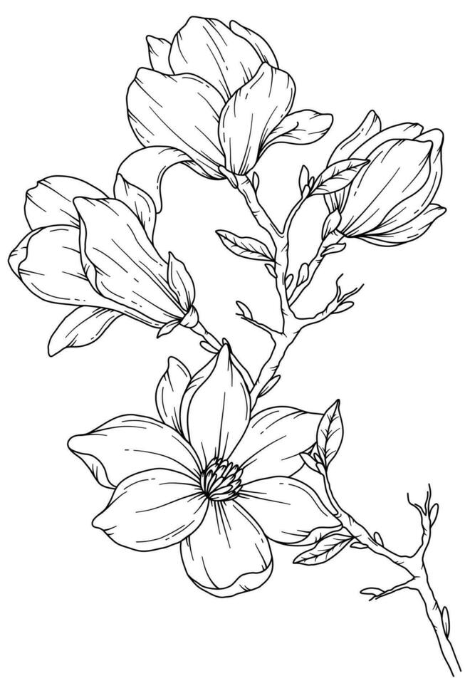 Magnolia Line Drawing. Black and white Floral Bouquets. Flower Coloring Page. Floral Line Art. Fine Line Magnolia  illustration. Hand Drawn flowers. Botanical Coloring. Wedding invitation flowers vector