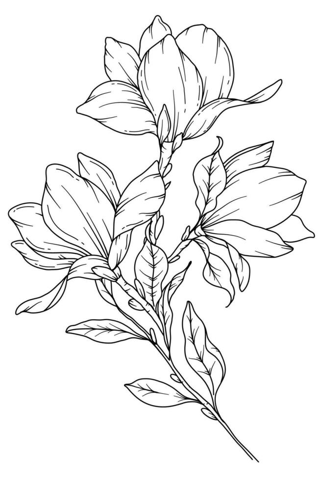 Magnolia Line Drawing. Black and white Floral Bouquets. Flower Coloring Page. Floral Line Art. Fine Line Magnolia  illustration. Hand Drawn flowers. Botanical Coloring. Wedding invitation flowers vector