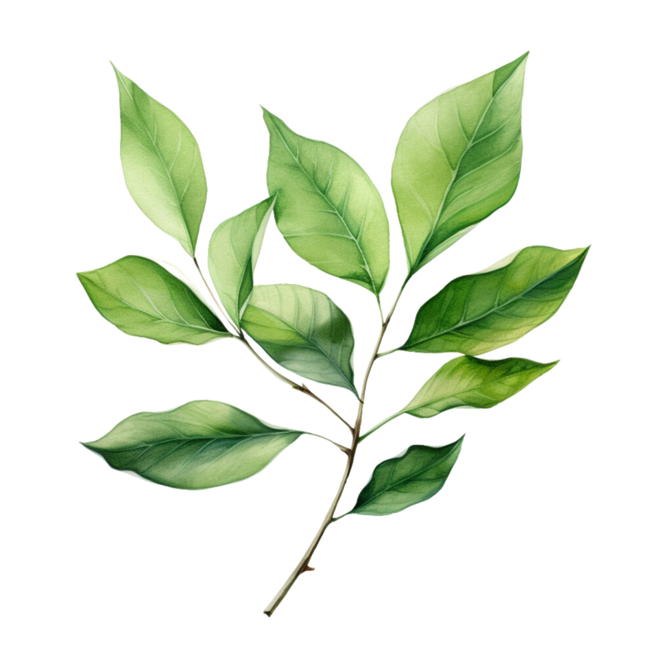 AI generated watercolor eucalyptus leaves on transparent background png