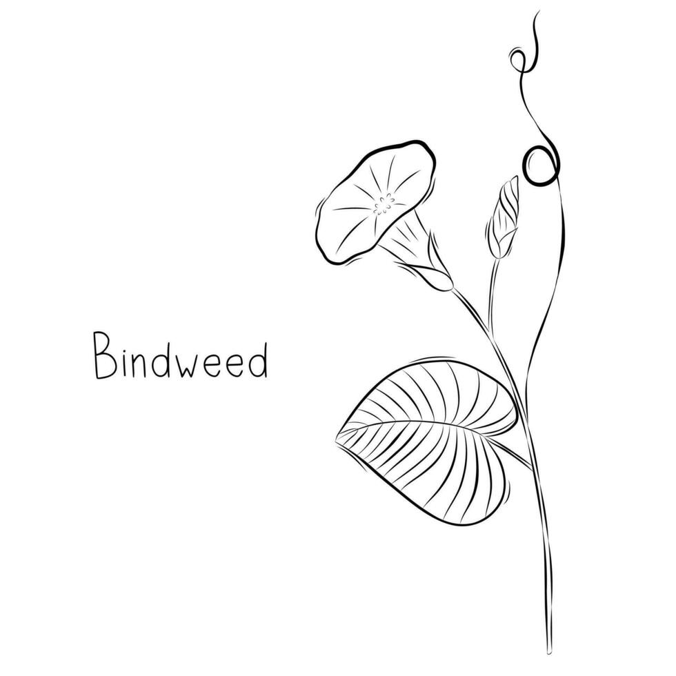 bosquejo de enredadera flor vector ilustración en garabatear estilo. botánico hierbas. rústico de moda planta