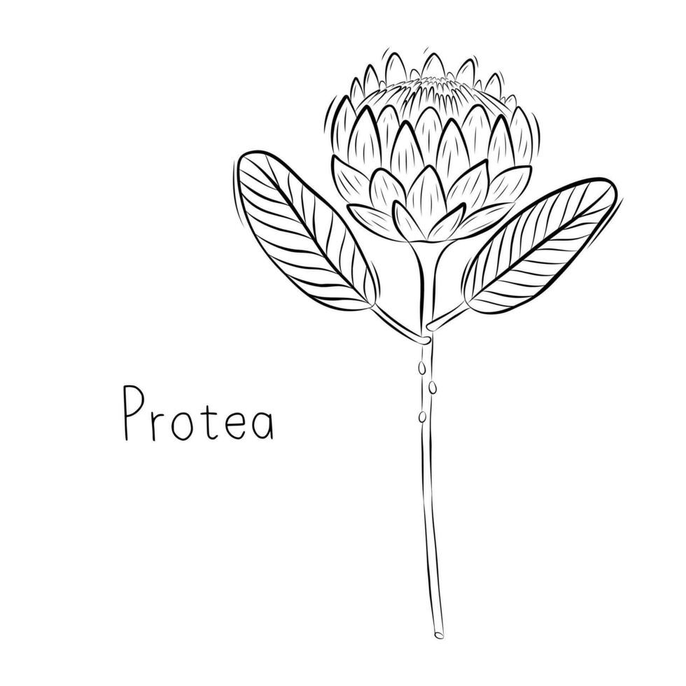 Sketch of Protea Flower Vector illustration in Doodle style. Botanical herbs. Rustic trendy plant