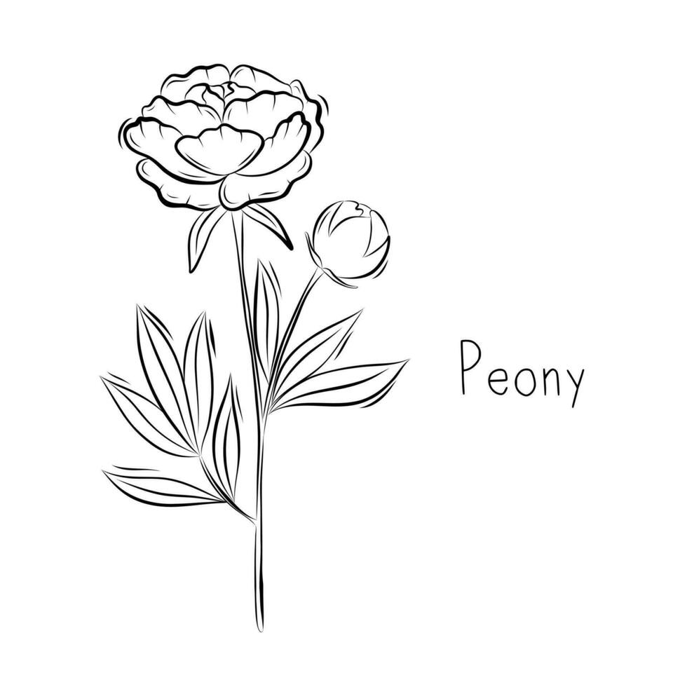 Sketch of Peony Flower Vector illustration in Doodle style. Botanical herbs. Rustic trendy plant