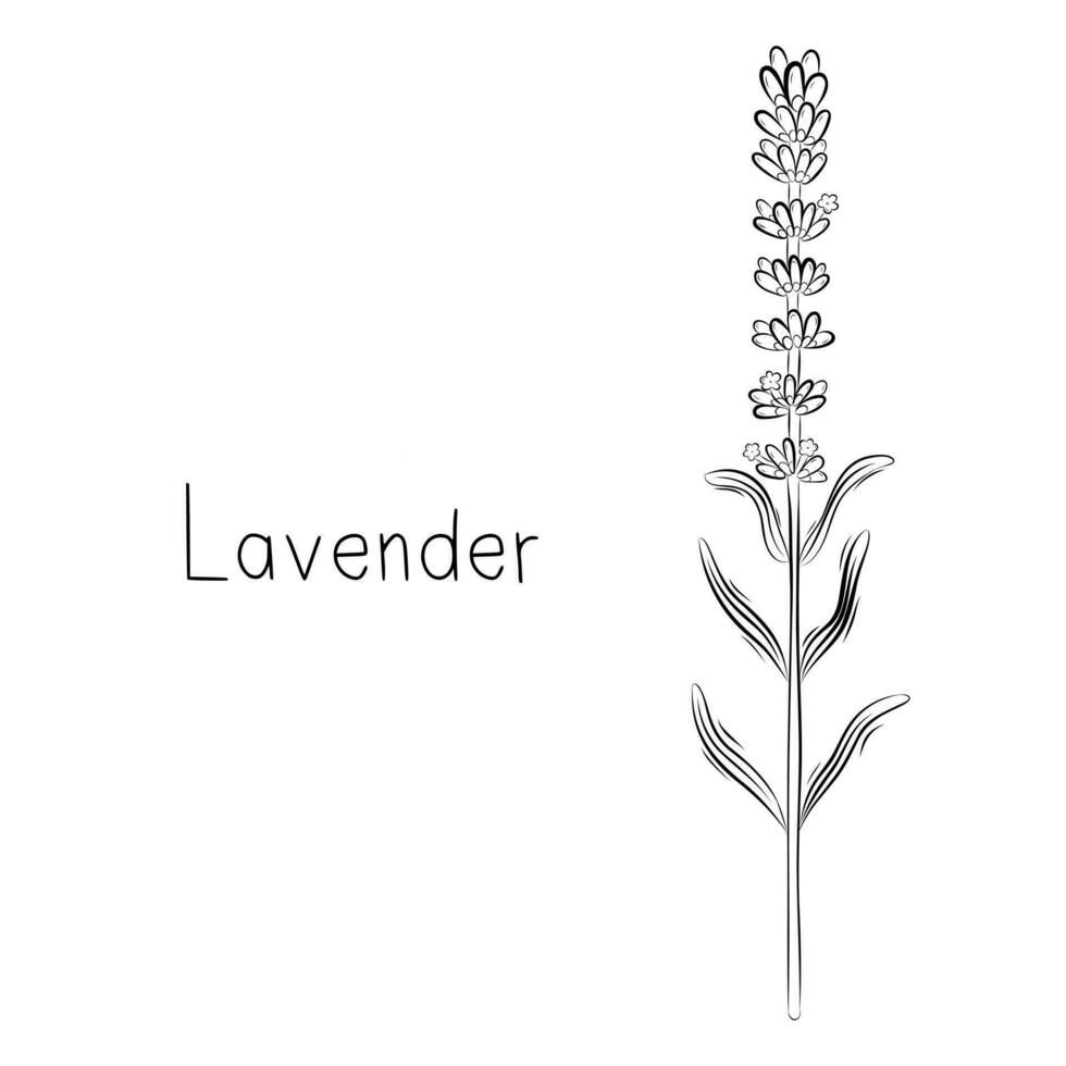 Sketch of Lavender Flower Vector illustration in Doodle style. Botanical herbs. Rustic trendy plant