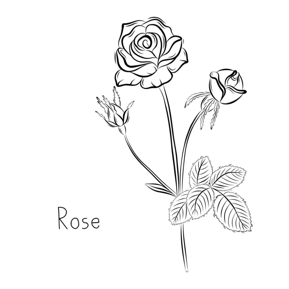 Sketch of Rose Flower Vector illustration in Doodle style. Botanical herbs. Rustic trendy plant