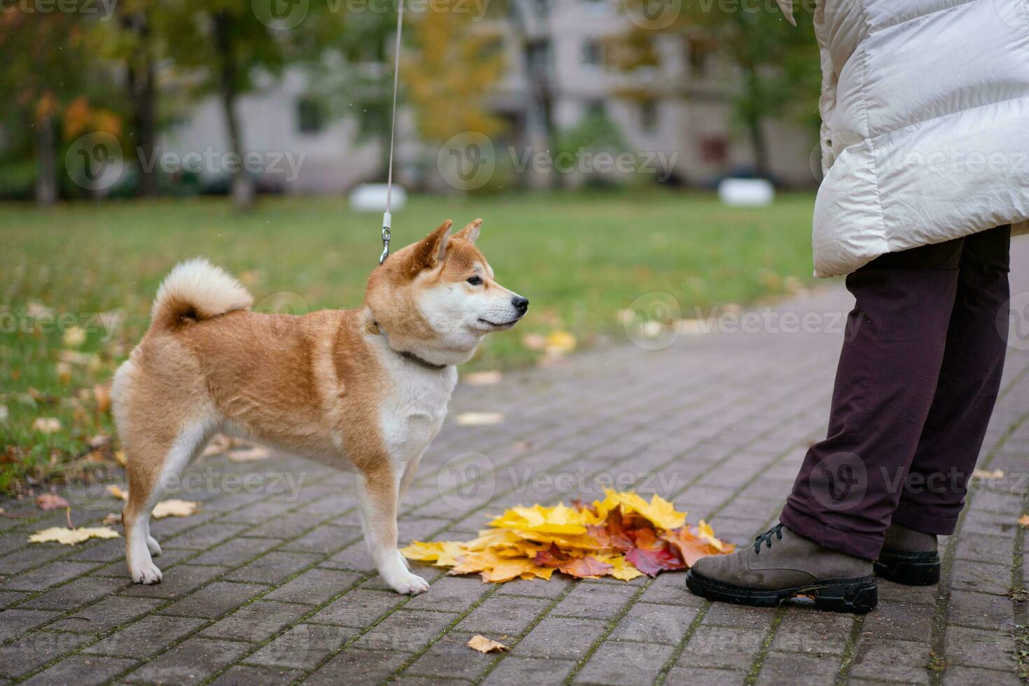 Shiba Inu walks with his owner in the park in autumn photo
