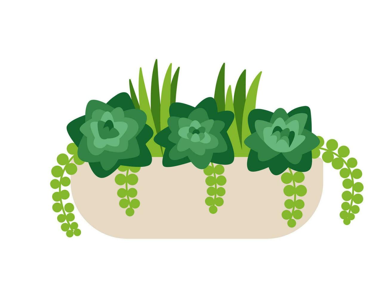 Succulent flowers in ceramic pot vector illustration. Echeveria and cacti plant