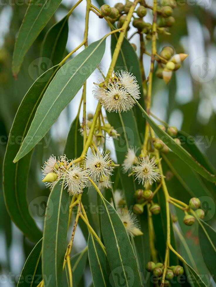 Close up of Eucalyptus flower. photo