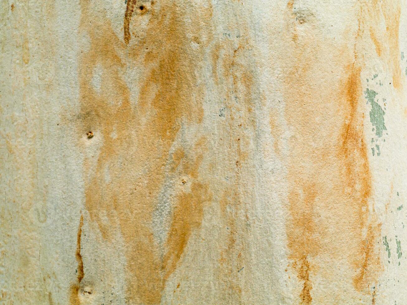 Close up textured of Eucalyptus tree. photo