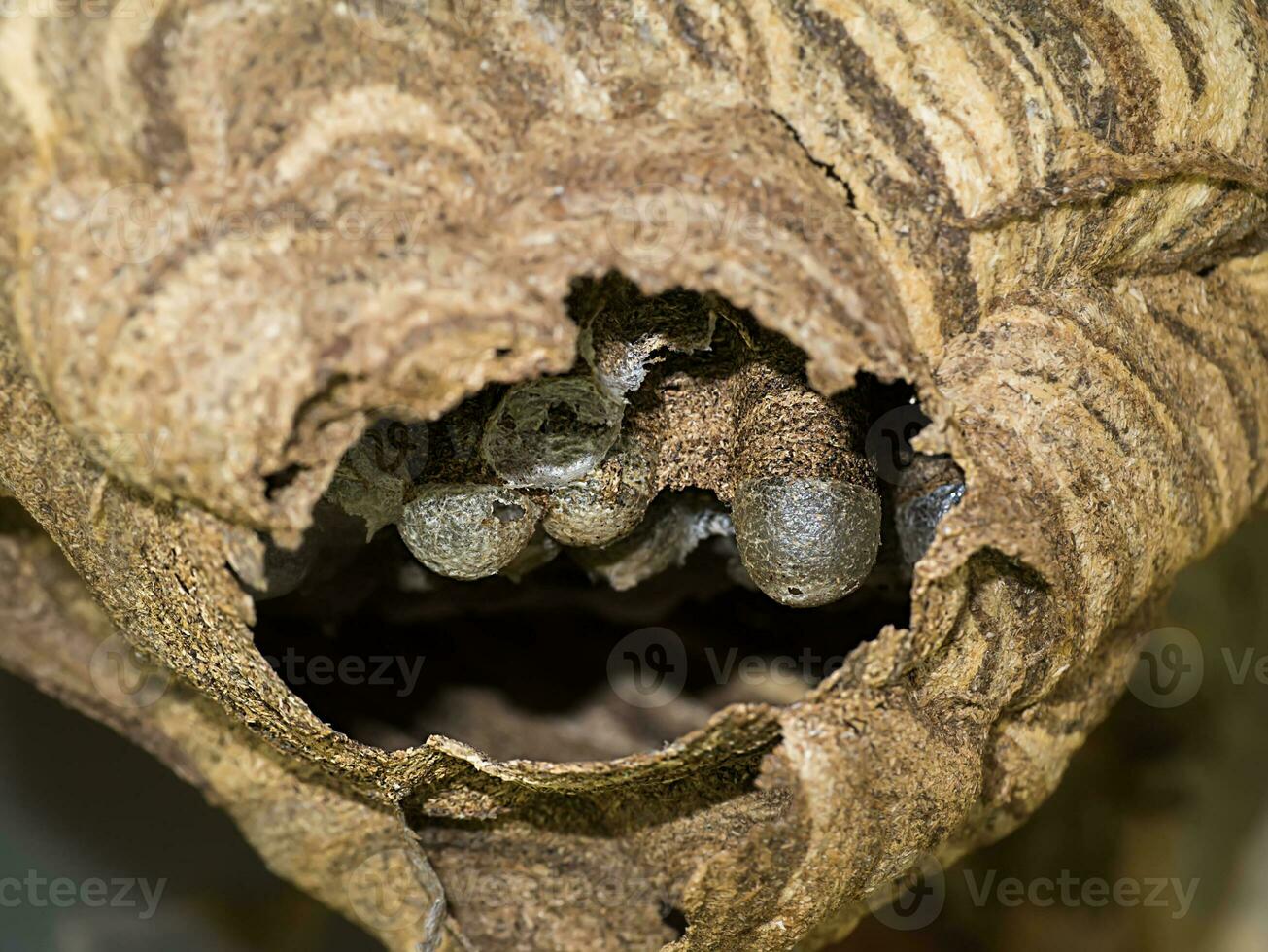 Paper wasp nest with eggs inside photo