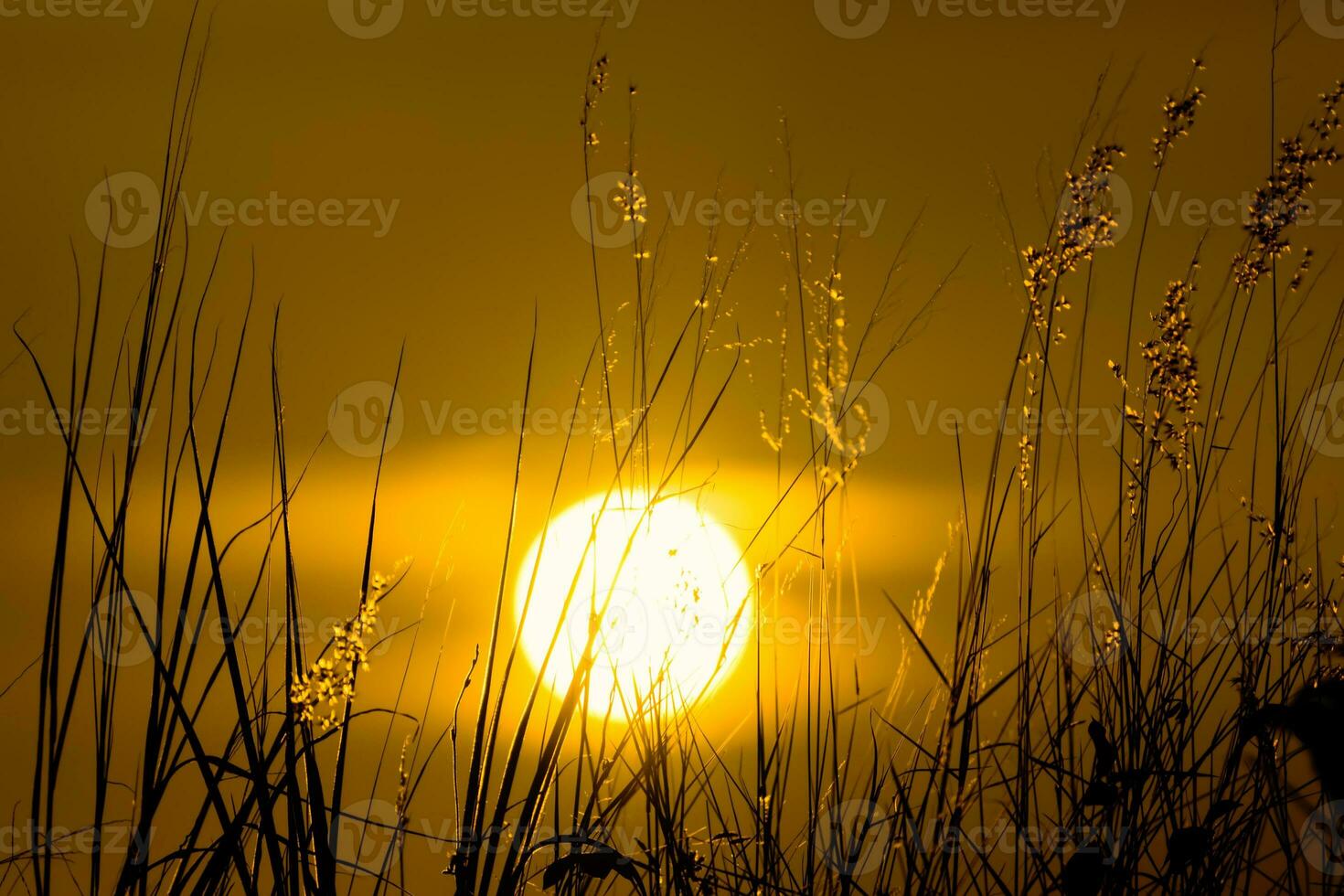 Shadow of Flower grass in the summer photo