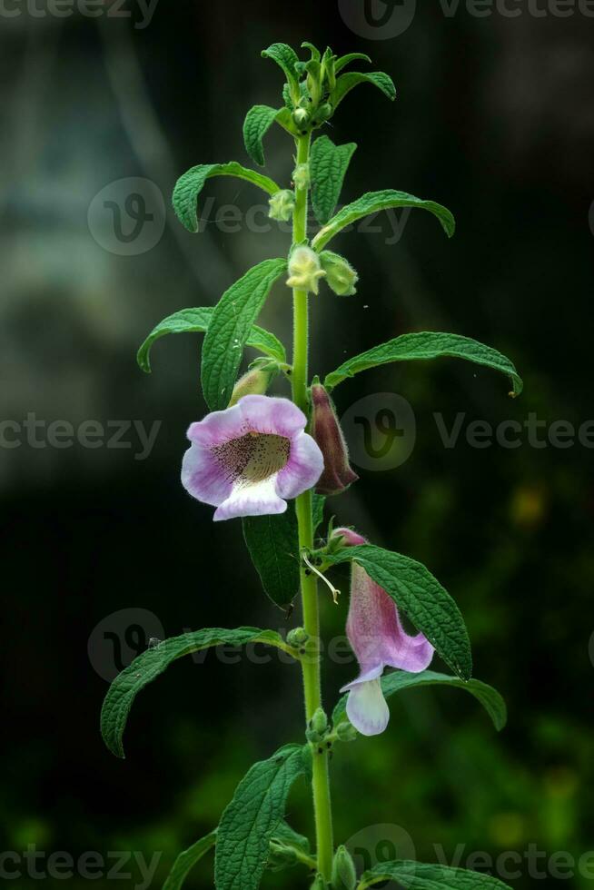 Pink flower of Sesame Plant. photo