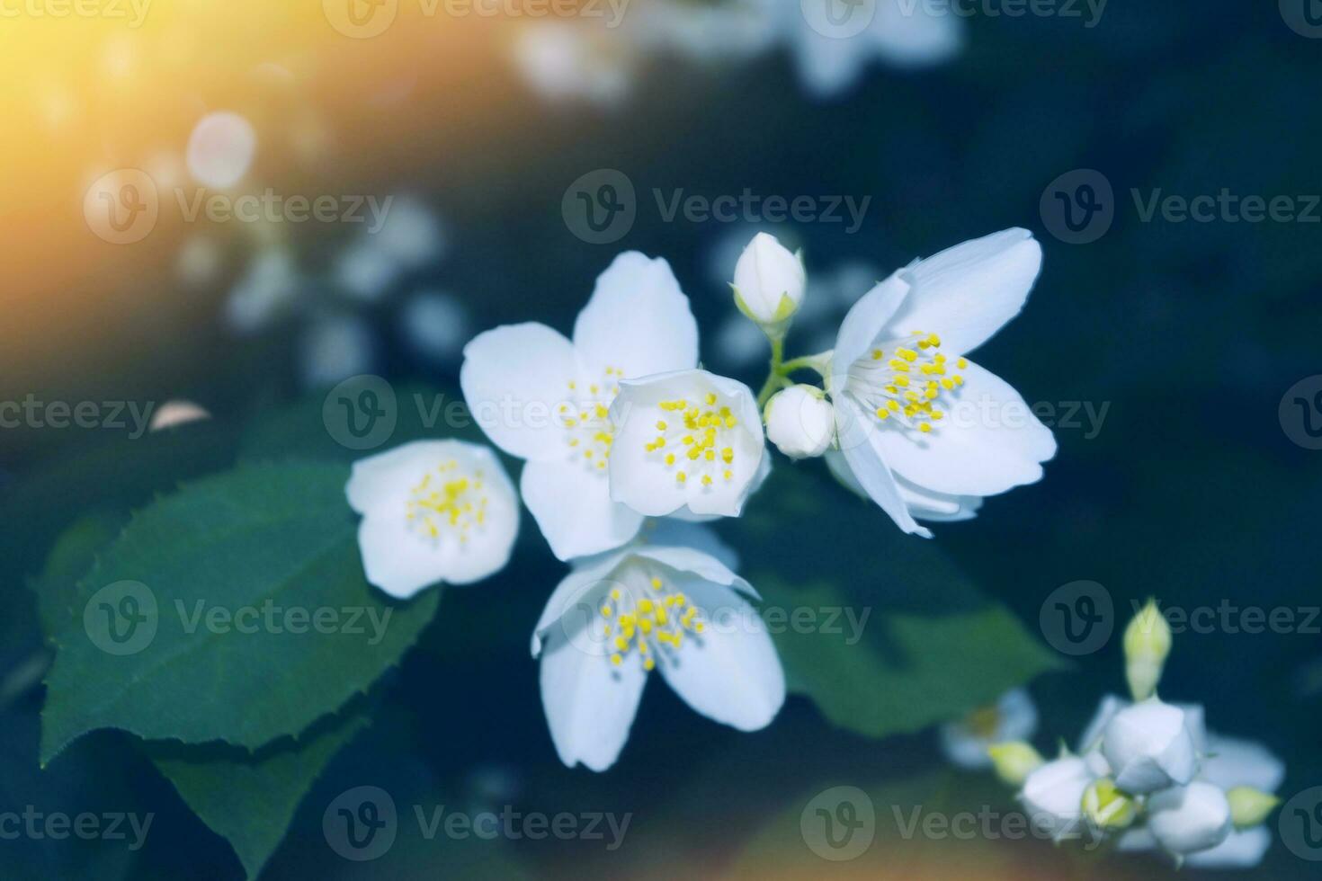 White jasmine The branch delicate spring flowers photo
