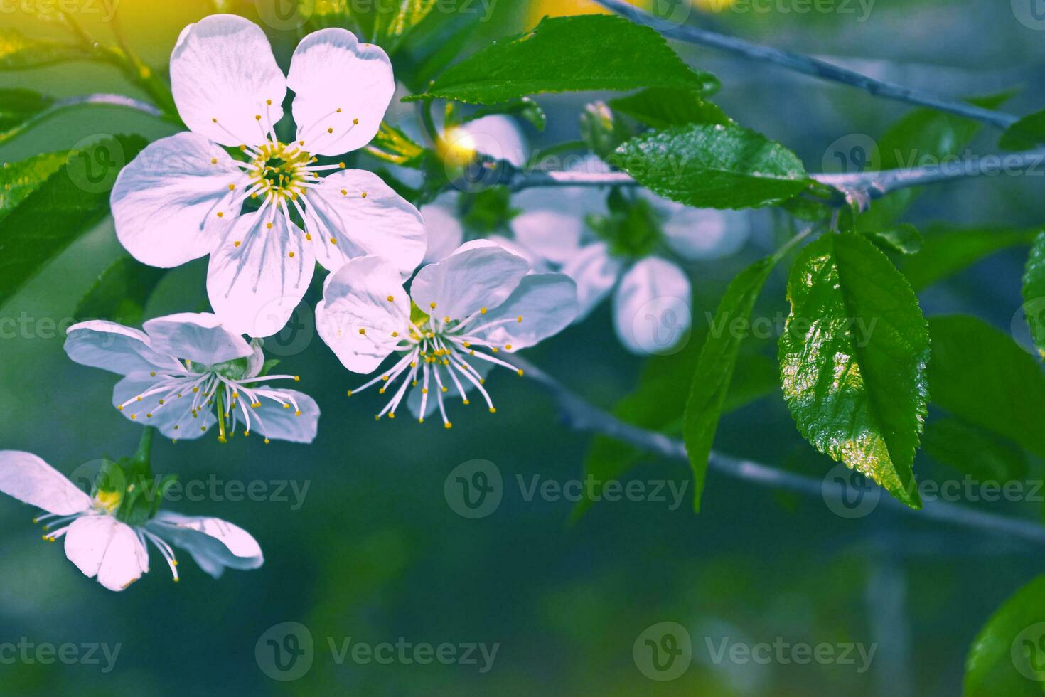 Blossoming branch cherry. Bright colorful spring flowers photo