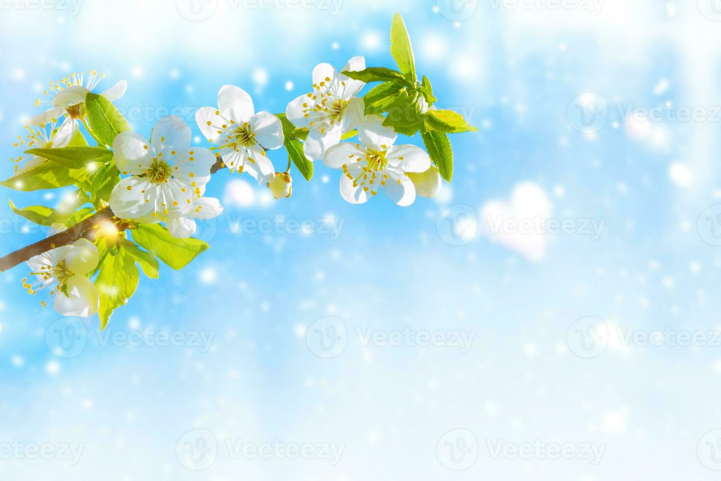 natural floral background. Blossoming branch cherry. Bright colorful spring flowers photo