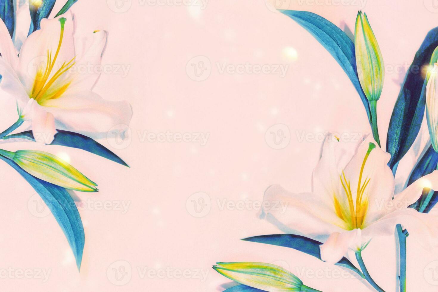 Beautiful white lily closeup on a light background. photo