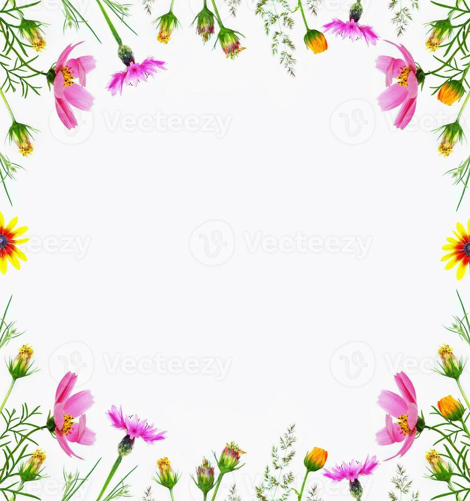 Frame. Bright colorful cosmos flowers isolated on white background. photo