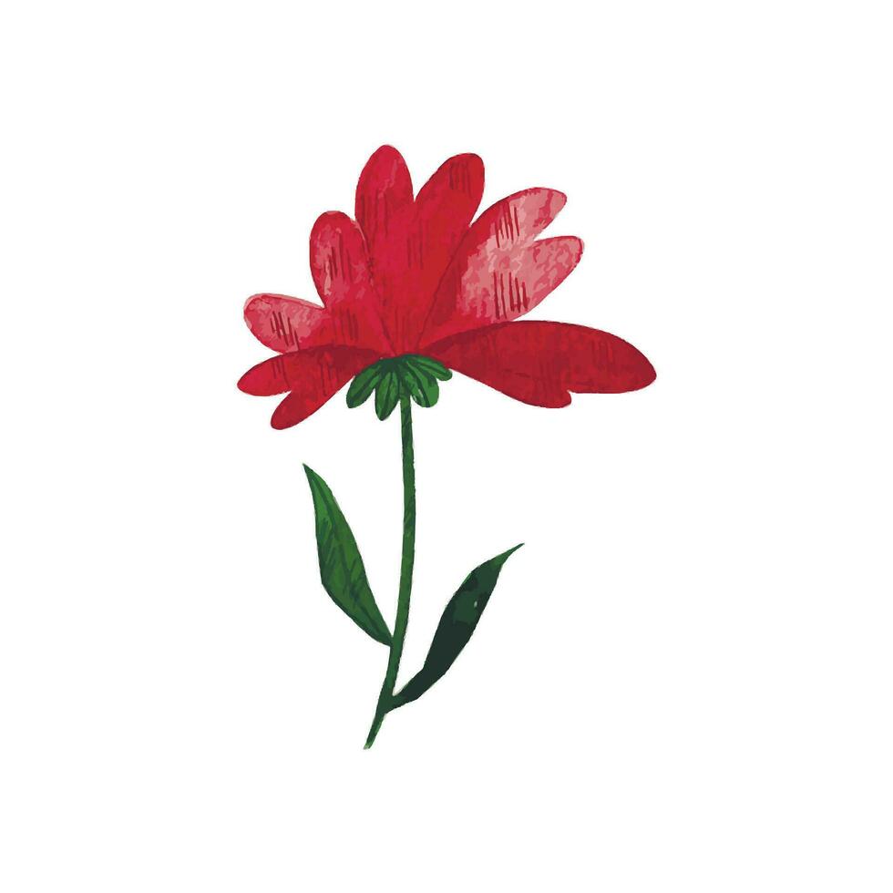 poppy flower . hand drawn watercolor isolated on white background vector