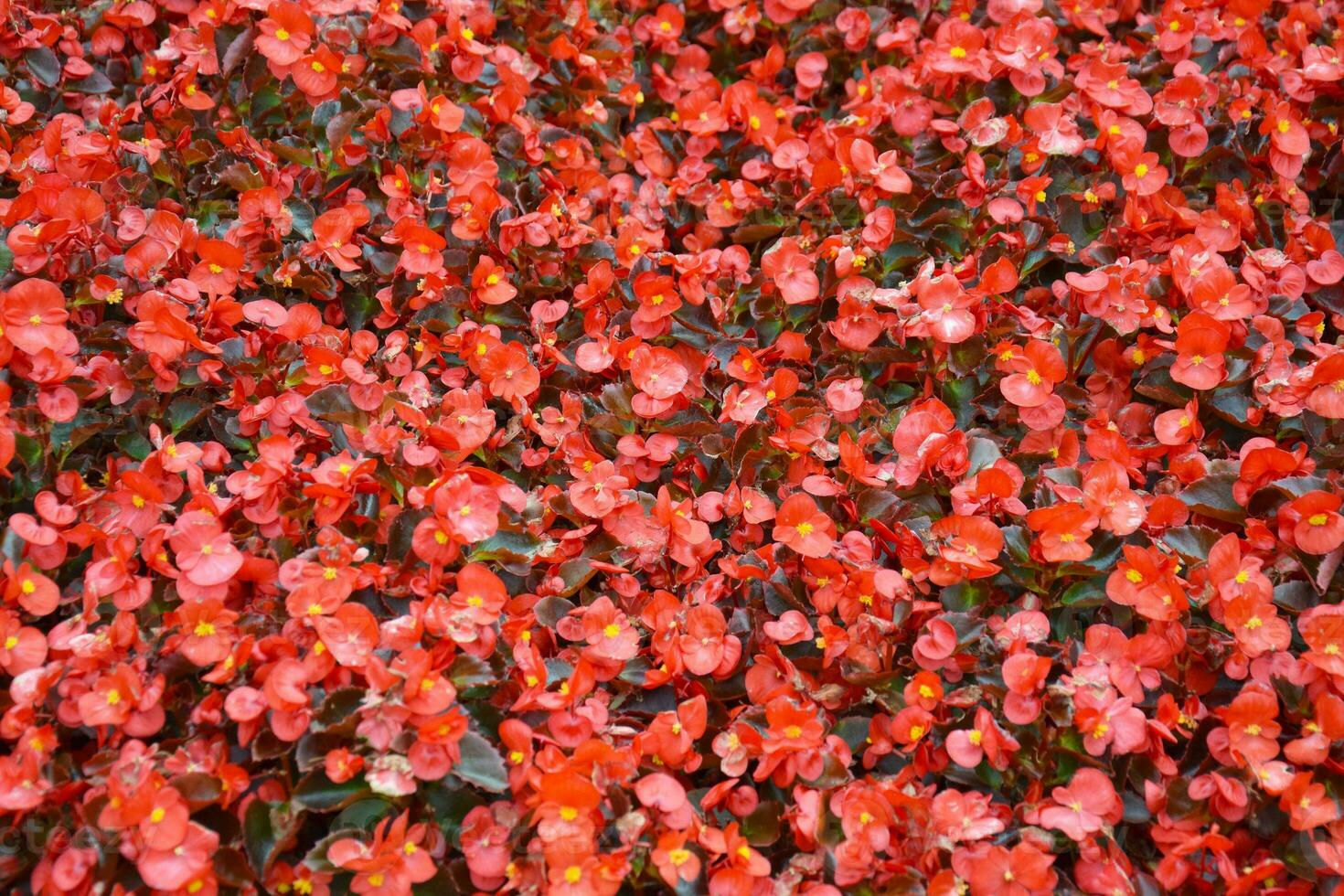 Begonia bush with red and white petals and a yellow center on a bush with dark green leaves. photo