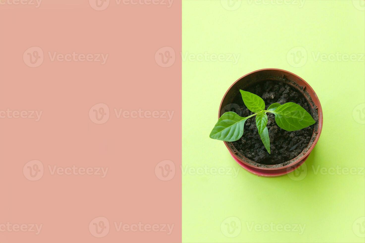 Small pot with seedling on green background. photo