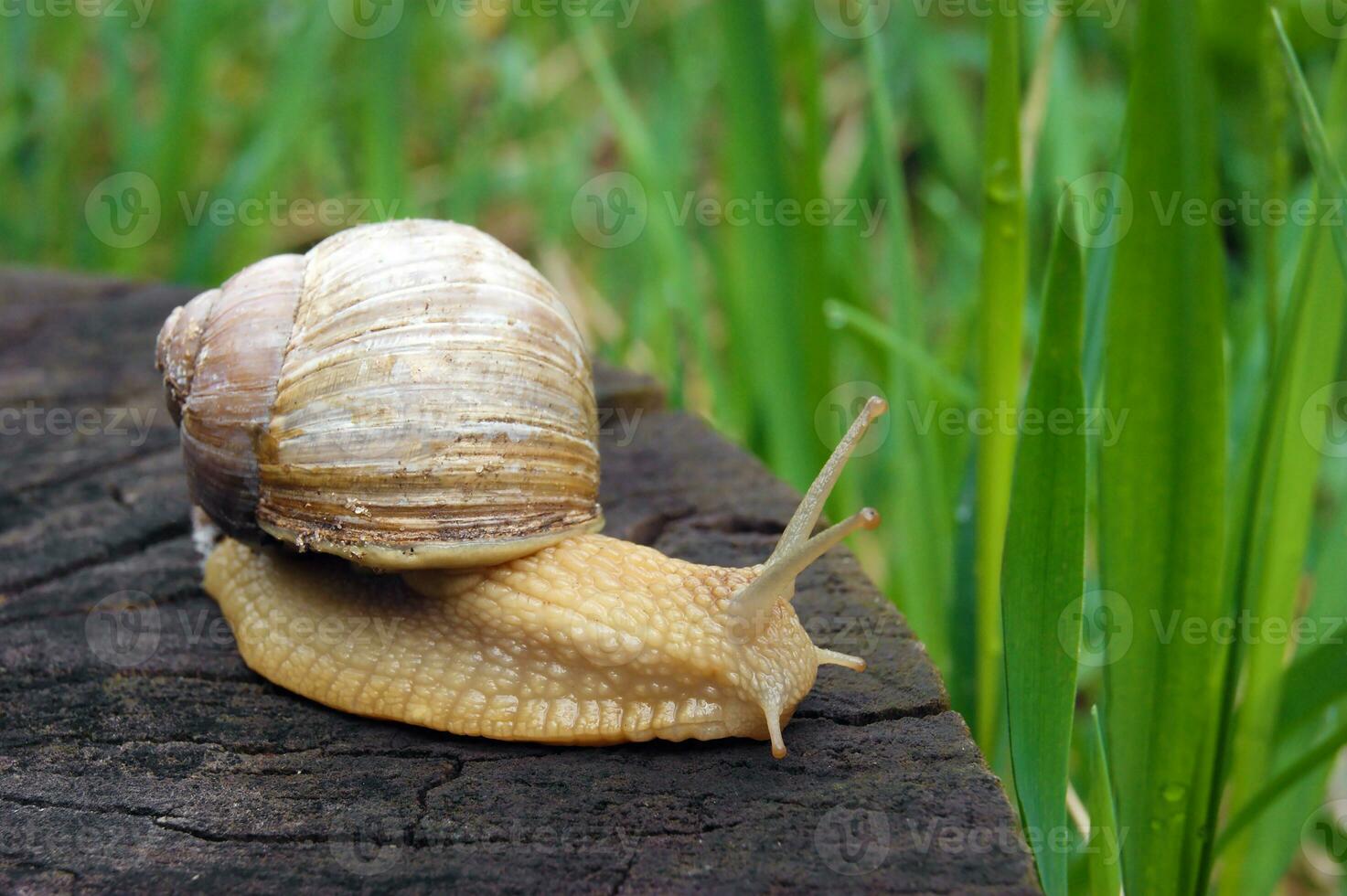 An ordinary in shell garden snail crawling on a stump. photo