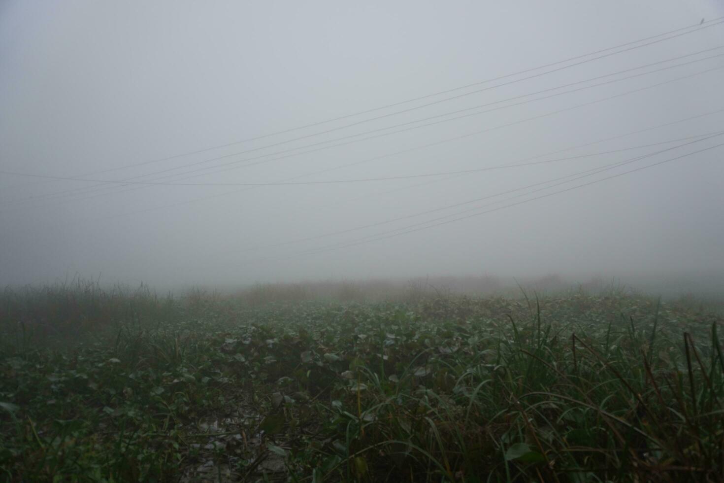 The moistened sawdust conditions in the morning. fog trail in the village morning fog. photo