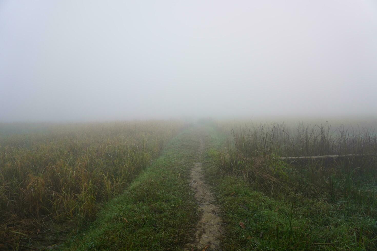 The moistened sawdust conditions in the morning. fog trail in the village morning fog. photo