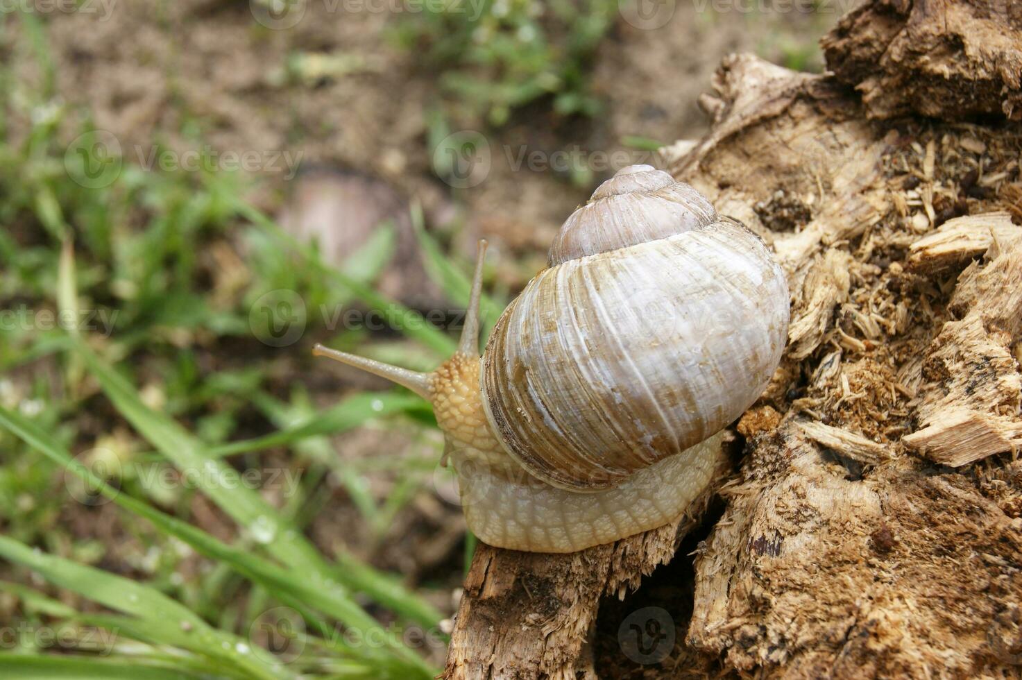 An ordinary in shell garden snail crawling on a stump. photo