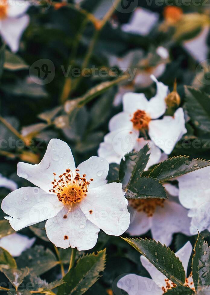 White rosehip blossom flower with raindrops photo. Growing plants in morning garden. photo