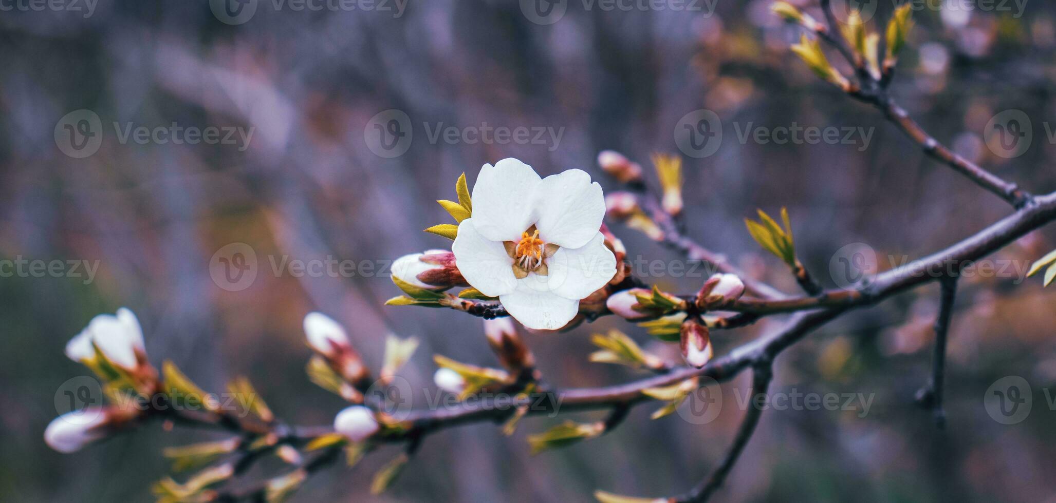 Close up blooming white apricot on branch photo. Blossom festival in spring morning. photo