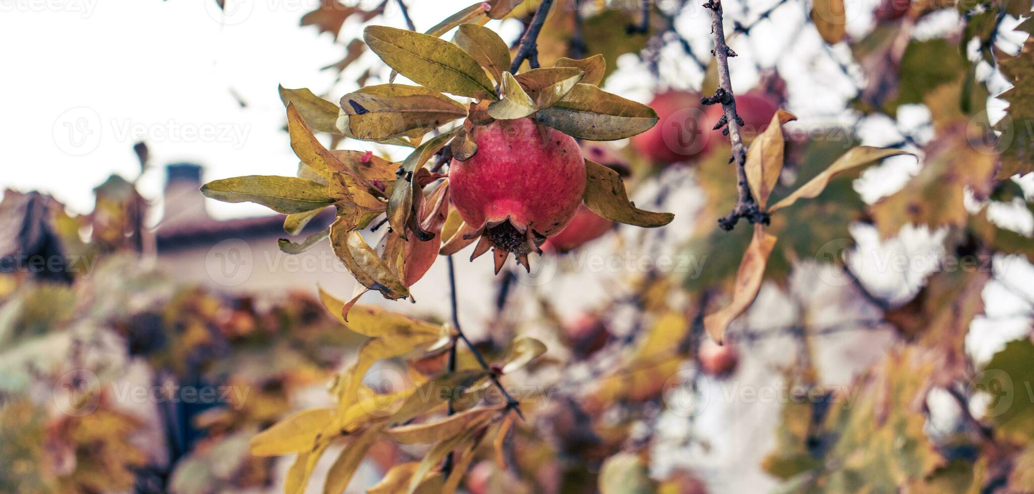 Pomegranate fruits hanging on a tree branches in the garden. Harvest concept. photo