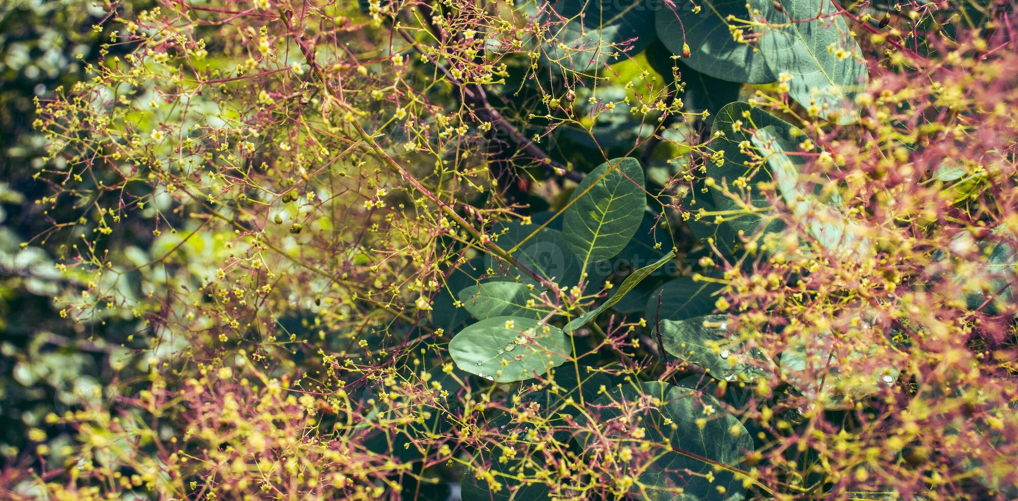 Cotinus coggygria blossom bush photo. Royal purple smoke bush photography. photo