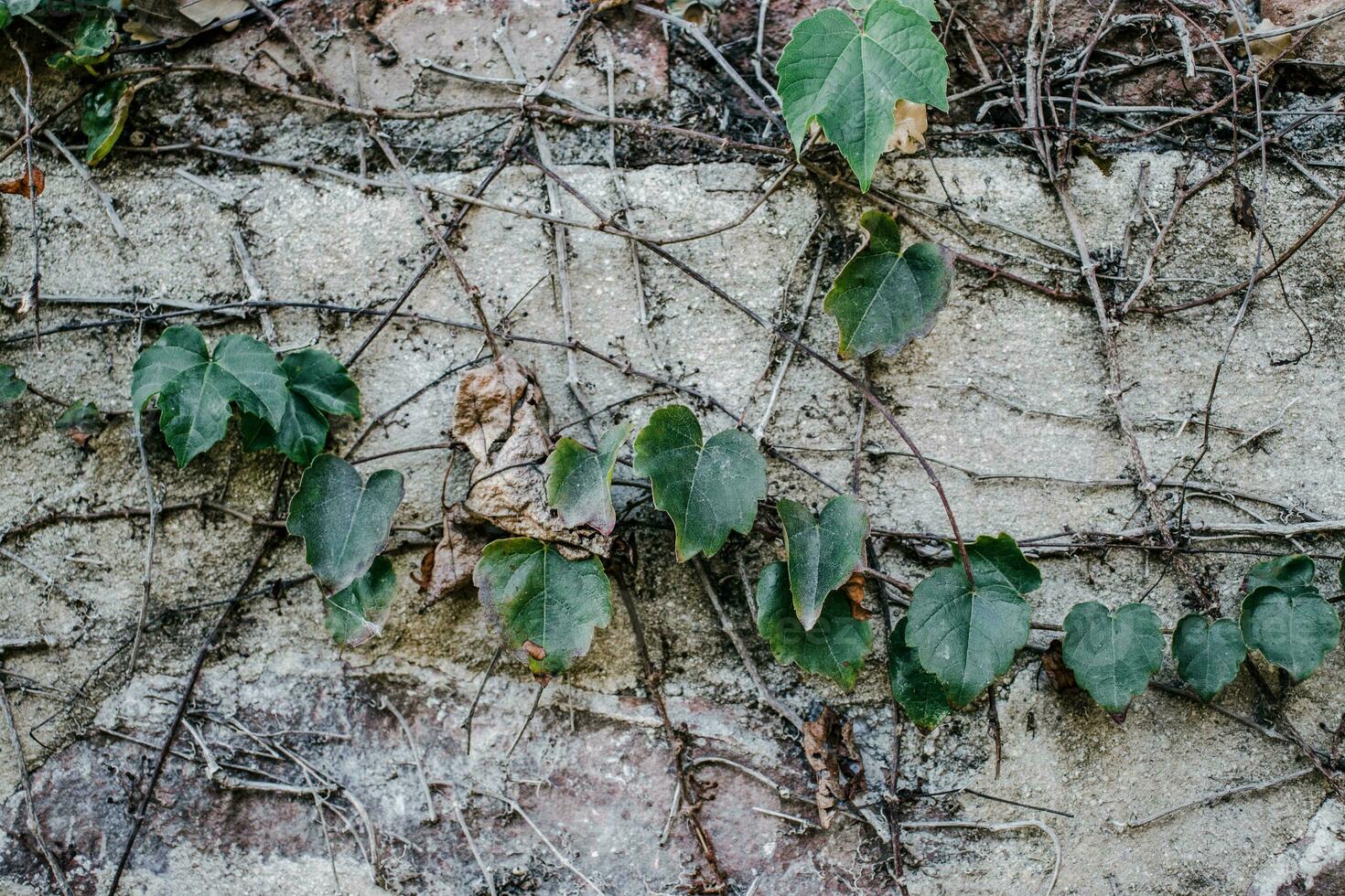 Ivy plant on textured gray wall concept photo. Old brick wall and autumn creeper, bricks fence, retro exterior. photo