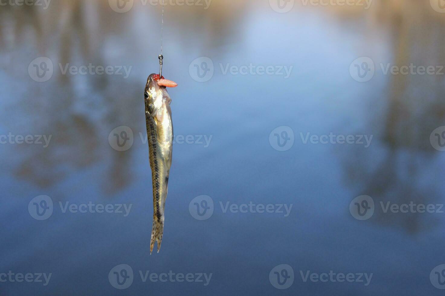 Close up single little gudgeon fish on hook against lake photo
