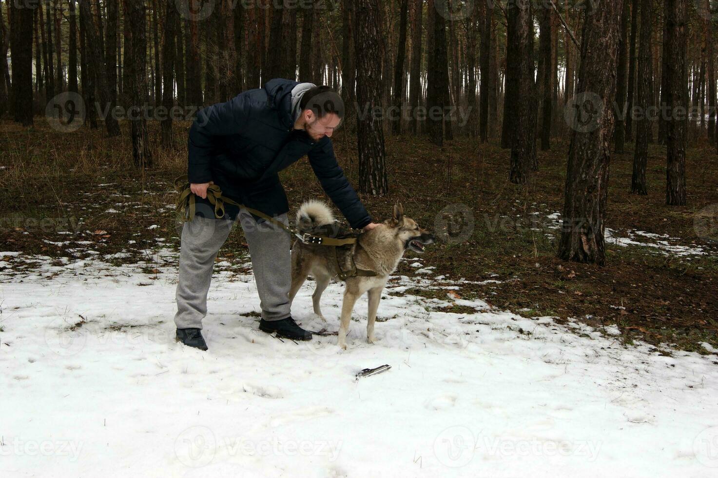 Siberian husky looking for found an abandoned gun in the forest. photo